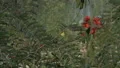 slo mo yellow butterfly behind the greenery flies off HD動画