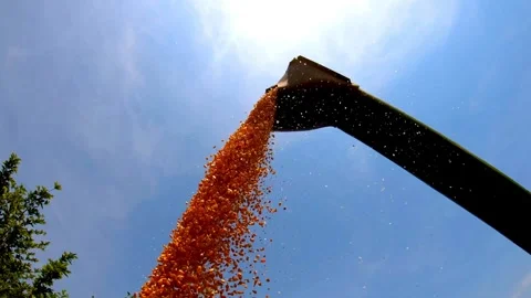 SLO MO Yellow Dry Kernels Falling From Combine Auger into Trailer at Corn Fie Stock Footage 270465829