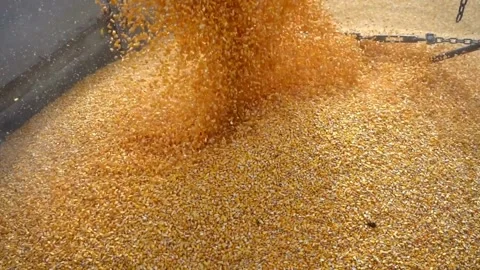 SLO MO Yellow Dry Kernels Falling From Combine Auger into Trailer at Corn Fie Stock Footage 270466214