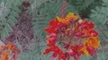 slo mo yellow jacket wask climbs inside blossom HD Footage