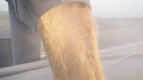 SLO MO Yellow Kernels Falling from Combine Auger into Trailers at Corn Field Stock Footage 270465874