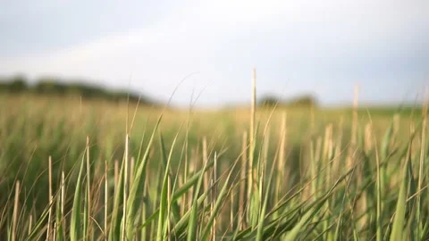 Slo Motion Grass Blowing In Sun Stock Footage