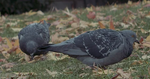 Slo Motion Pigeon 스톡 동영상 97481633