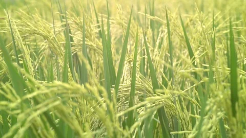 Slo ric HD Stock Footage 94075222