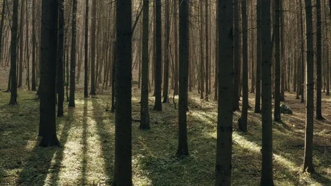 Sloboda Forest, Transylvania Stock Footage