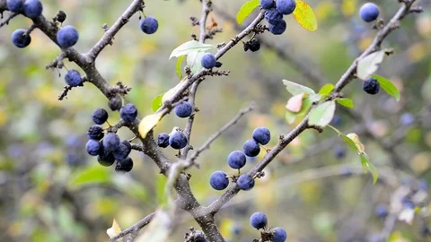 Sloe berries moving on the wind Stock Footage 95425805