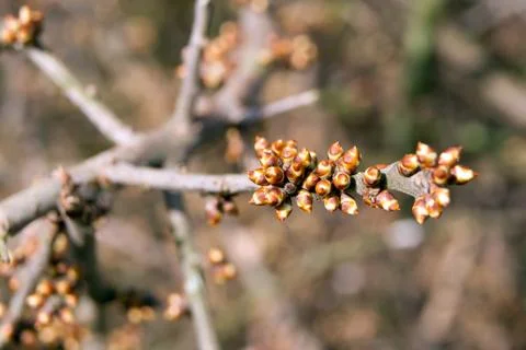 The sloe buds Stock Photos