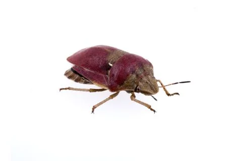 Sloe bug on white background Stock Photos