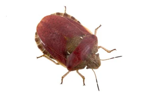 Sloe bug on white background Foto stock
