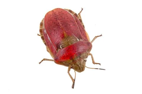 Sloe bug on white background Stock Photos