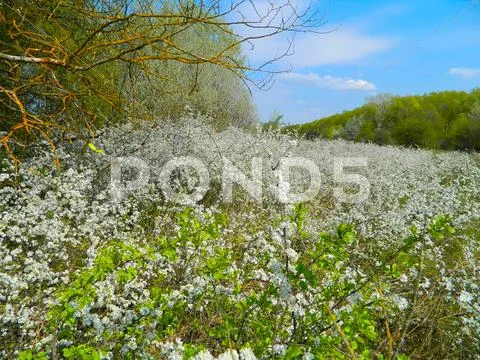 Sloe flowering Stock Photos