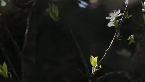 Sloe Flowers 01 Stock Footage 10844173