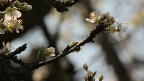 Sloe Flowers 02 Stock Footage 10844205