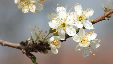Sloe Flowers 03 Stock Footage 10844240