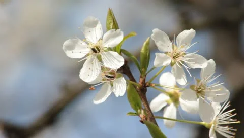 Sloe Flowers 04 Stock Footage 10844245