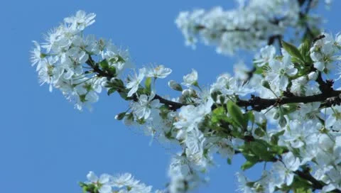 Sloe Flowers 05 Stock Footage 10844292