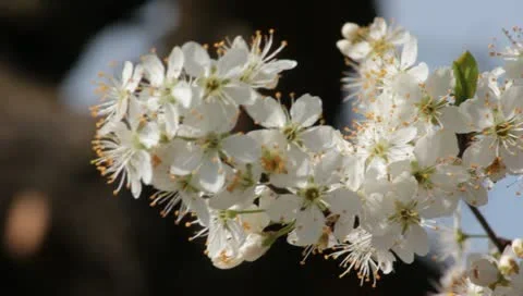 Sloe Flowers 06 Stock Footage 10844369