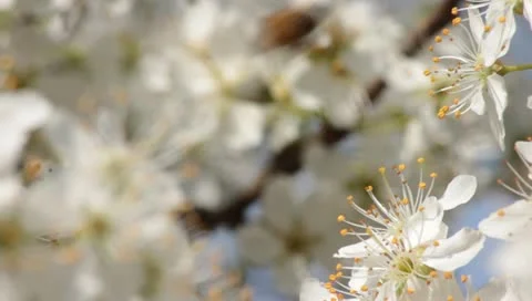 Sloe Flowers 07 Stock Footage 10844649