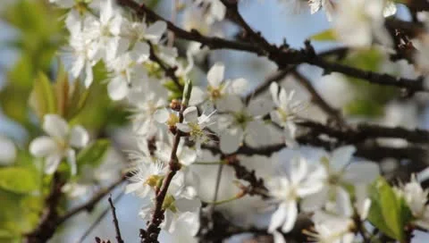 Sloe Flowers 09 Stock Footage 10844918