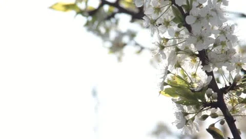 Sloe Flowers 10 Stock Footage 10844944