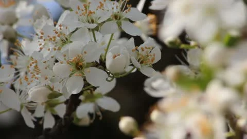 Sloe Flowers 11 Stock Footage 10844958