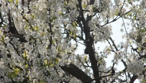 Sloe Flowers 12 Stock Footage 10879706