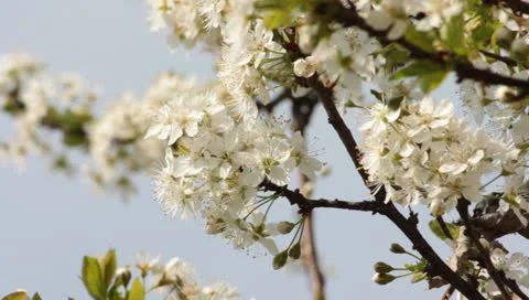 Sloe Flowers 13 Stock Footage 10879602