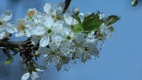 Sloe Flowers 14 Stock Footage 10879569