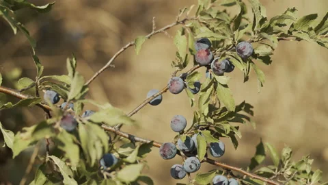 Sloe fruit berries on tree branch 4K video Stock Footage 169537573