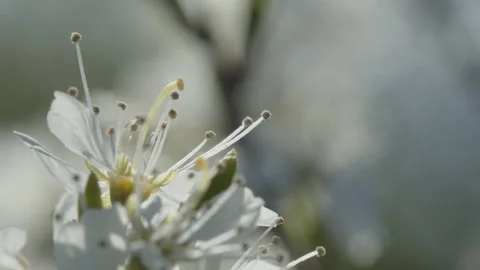 Sloe fruit flowers by early spring 4K slow motion footage 스톡 동영상 184889503