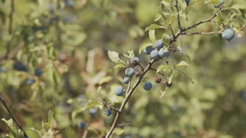Sloe fruit tree branch in the field 4K slomo video Stock Footage 169227012
