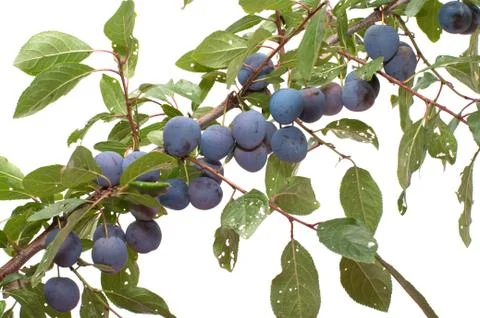Sloe. Stock Photos
