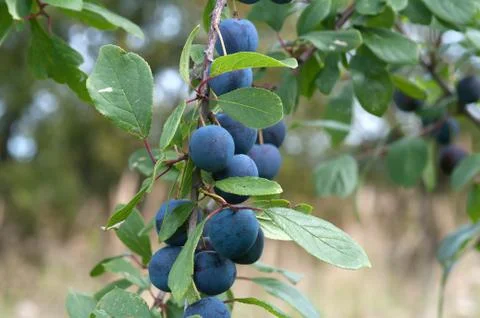 Sloe. Stock Photos