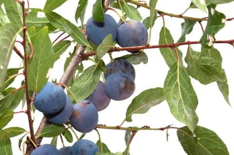 Sloe. Stock Photos
