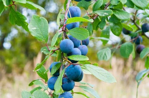 Sloe. Stock Photos