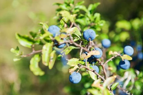 Sloe Foto stock