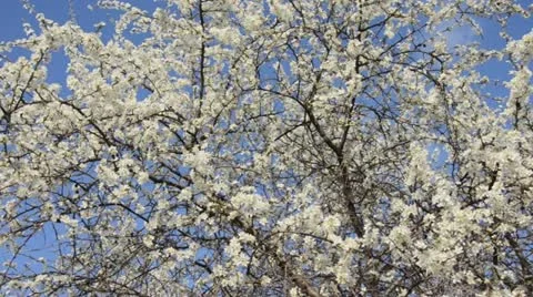 Sloe (Prunus spinosa) Stock Footage 12456745