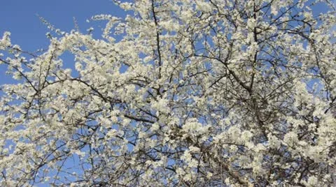 Sloe (Prunus spinosa) Stock Footage 12461570