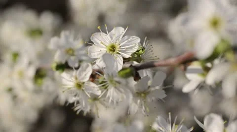 Sloe (Prunus spinosa) Stock Footage 13981422