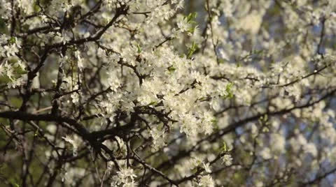 Sloe (Prunus spinosa) Stock Footage 13988670