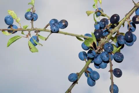 Sloes Stock Photos