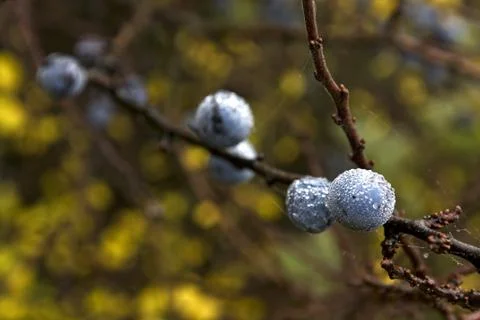 Sloes Stock Photos