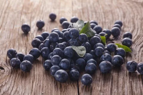 Sloes Stock-Fotos