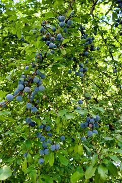 Sloes - Prunus spinosa. Stock Photos