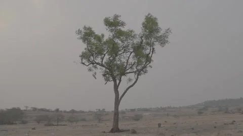 Slog 3 footage beautiful tree in evening camera panning up to down. Stock Footage 271204095