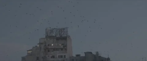 SLog shot of birds flying past an old building at dusk Stock Footage 302354677
