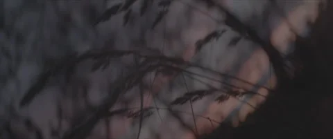 SLog shot of silhouetted grass against a glowing sunset Stock Footage 302351780