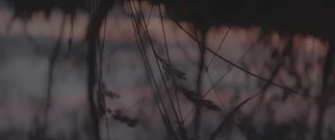 SLog shot of sunset light filtering through delicate branches Stock Footage 302350539