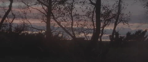SLog shot of sunset through silhouetted trees Stock Footage 302349377