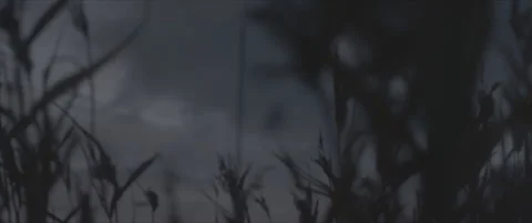 SLog shot of swaying grass beneath a stormy blue sky Stock Footage 302363714